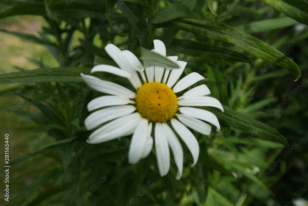 Obraz premium Margeriten 