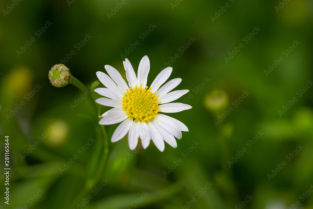 Little white daisy flower with green bokeh Little white daisy flower with green bokeh
