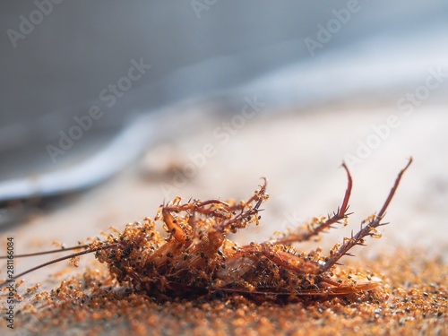 Cockroaches die on the ground and have ants to eat as food of it background.