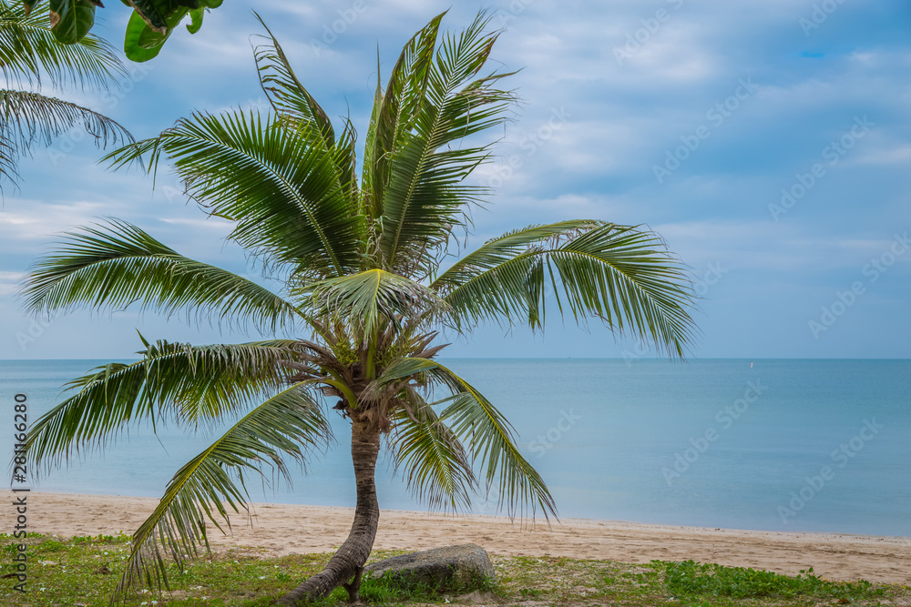 Fototapeta premium Coconut palms on the beach and sky