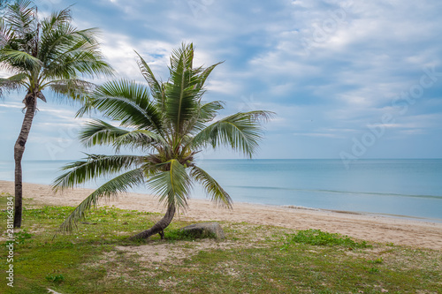Coconut palms on the beach and sky