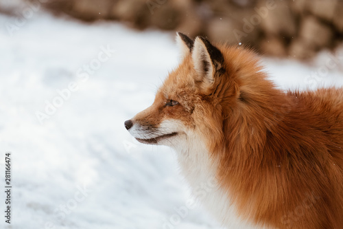 Close-up of head of a red fox, vulpes vulpes in the Zao Mountain, Miyagi, Sendai, Japan. Detail of predator staring forward looking for a prey. Wildlife scenery in winter and snow
