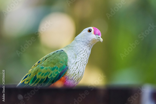 Rosed crowned fruit dove perching.
