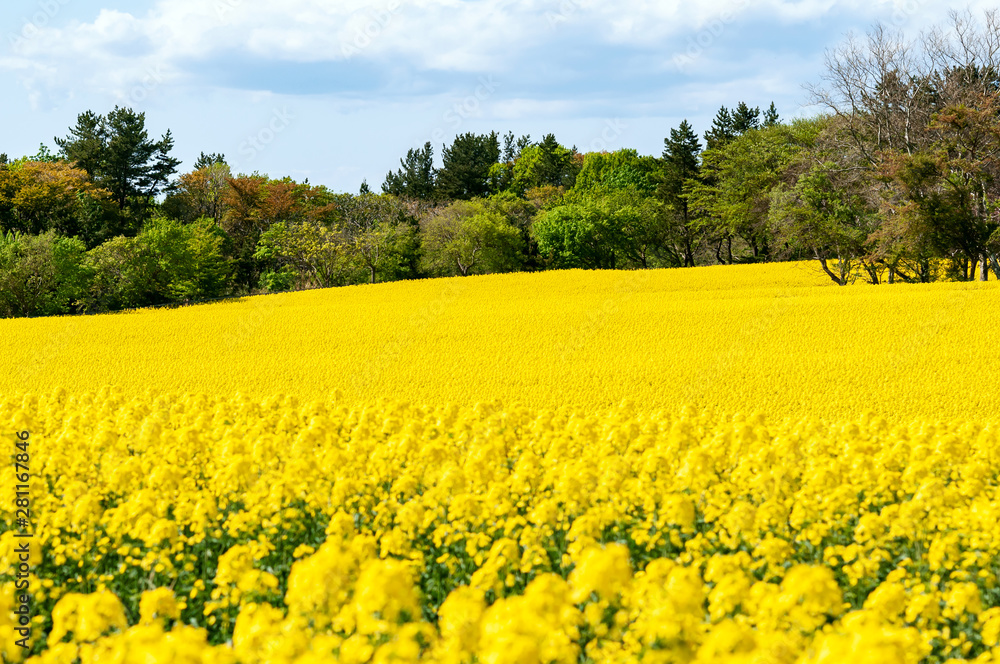 Obraz premium 【青森県横浜町】北国の春、菜の花の絨毯