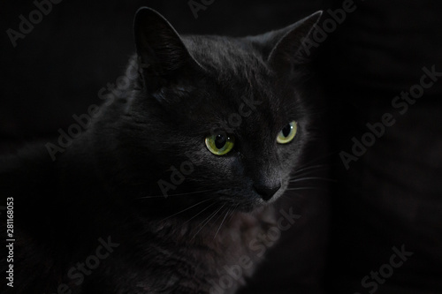 furry gray cat with black background