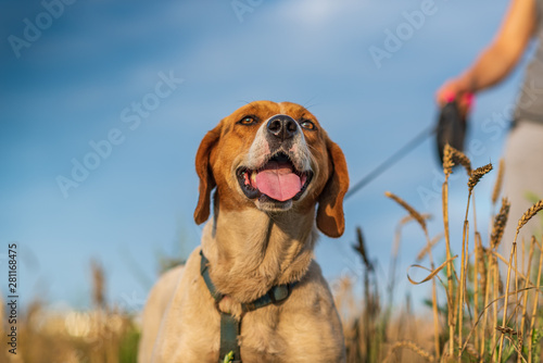 A portrait of an Estonian hound walking on a leash close-up.