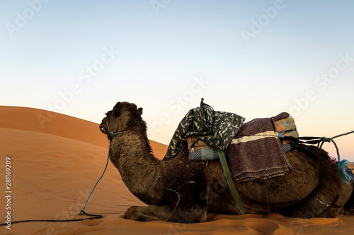Canvas Print camel in the desert, photo as background
