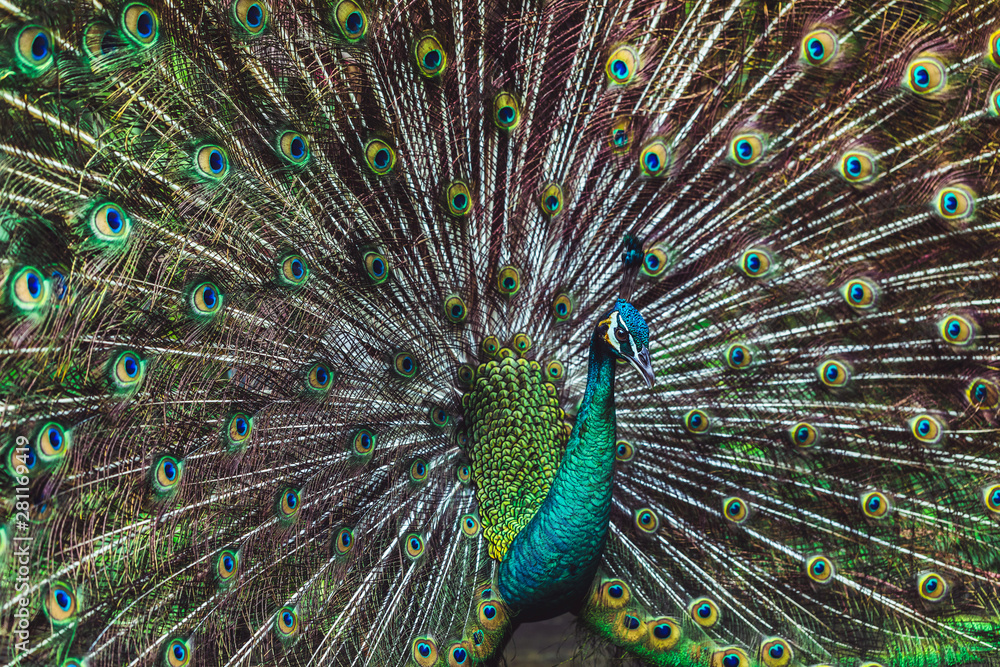 Obraz premium Colorful dancing indian male peacock and its wonderful colorful tail. Portrait close up. Multicolor feather pattern as background or texture