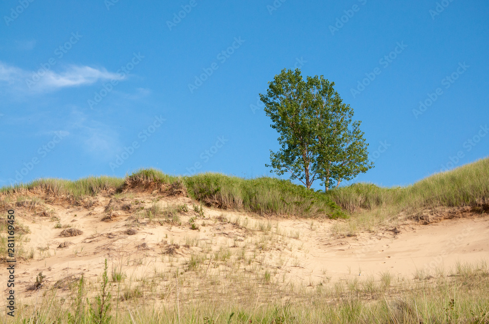 Tree on Sand Dunes in Indiana Dunes National Lakeshore Tree on Sand Dunes in Indiana Dunes National Lakeshore