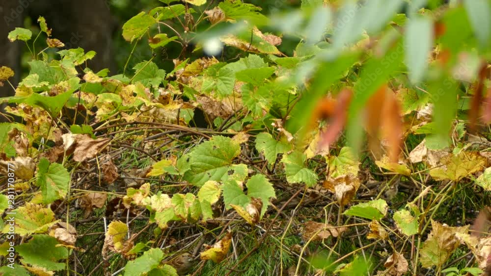 Birds foraging in thick brushy bunch of intertwined twigs and autumn leaves Birds foraging in thick brushy bunch of intertwined twigs and autumn leaves