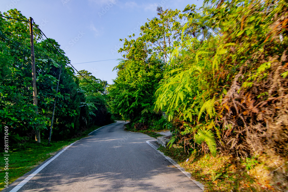 empty narrow road in the middle of tropical forest at Fraser Hill, Malaysia