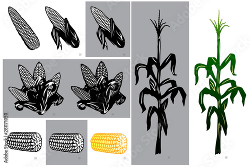 Various Illustrative Depictions of Corn as Field Stalk, Bushel, and Prepared for Restaurant Menus and Markets