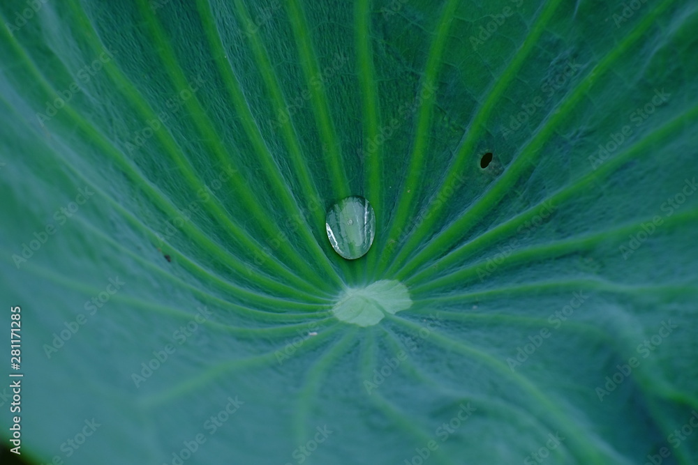 Drops of water on the lotus leaves