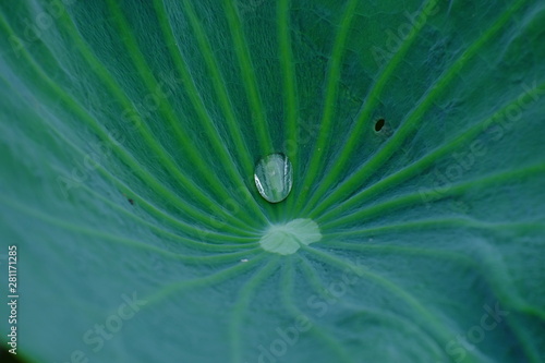 Drops of water on the lotus leaves