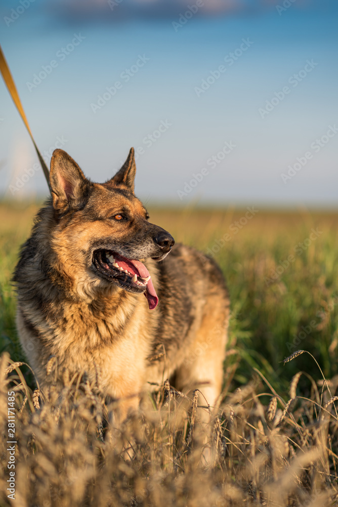 Portrait of a German Shepherd Dog on a leash close-up.
