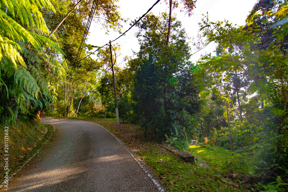 empty narrow road in the middle of tropical forest at Fraser Hill, Malaysia empty narrow road in the middle of tropical forest at Fraser Hill, Malaysia