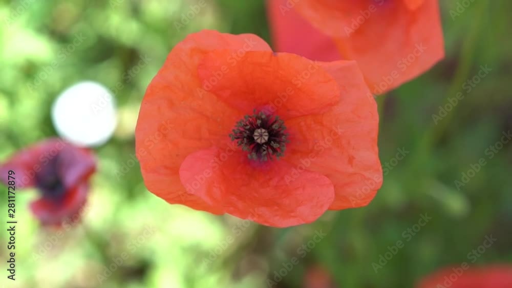 Some red poppy flowers are gently moving in the summer wind in slow motion. Some red poppy flowers are gently moving in the summer wind in slow motion.