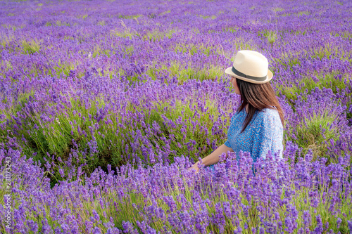 Mature caucasian woman with brown hair and wearing a summer straw hat is picking a flower, turned around with the back facing the camera is surrounded by a purple lavender field with copy space