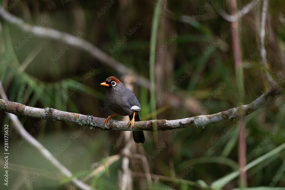 Garrulax mitratus or Chestnut-Capped Laughing Thrush, among the most common birds found in the Fraser Hill area. Pahang, Malaysia