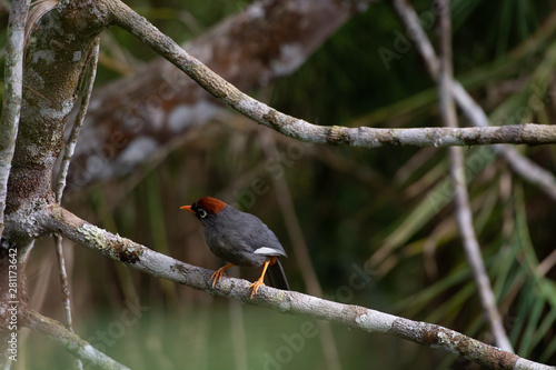 Garrulax mitratus or Chestnut-Capped Laughing Thrush, among the most common birds found in the Fraser Hill area. Pahang, Malaysia