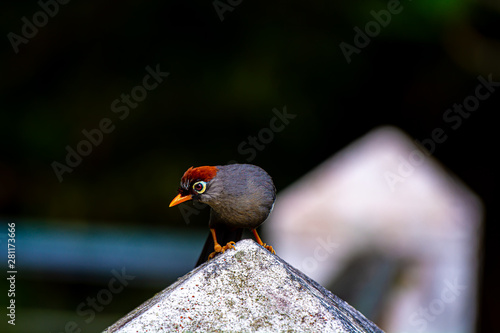 Garrulax mitratus or Chestnut-Capped Laughing Thrush, among the most common birds found in the Fraser Hill area. Pahang, Malaysia