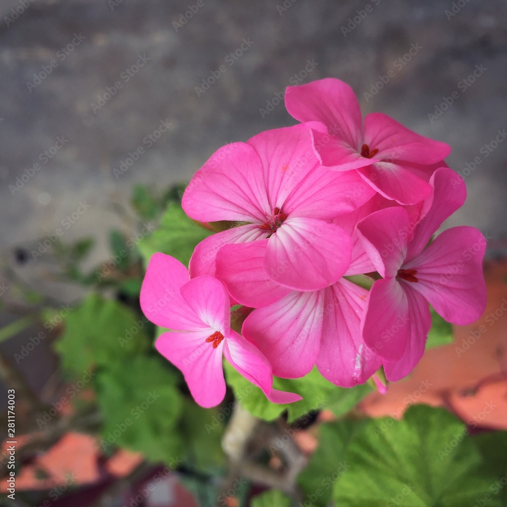 pink flower in the garden pink flower in the garden