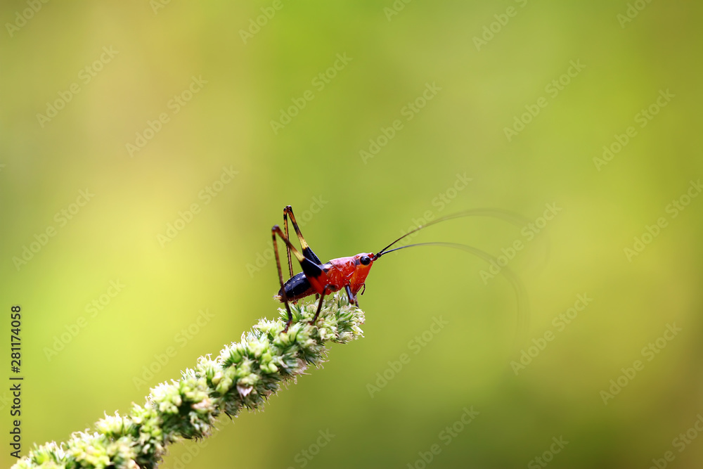little grasshopper on the little flower little grasshopper on the little flower