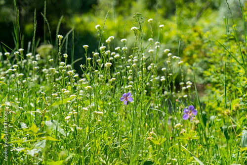 fresh summer motley grass background