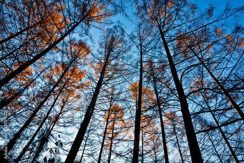 아래에서 올려다본 키큰 나무 숲 a tall tree forest from below