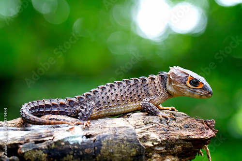 Photos red eyed Crocodile skink lizard in the garden