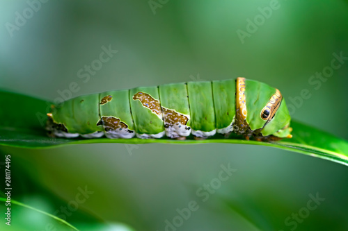 caterpillar on the leaf