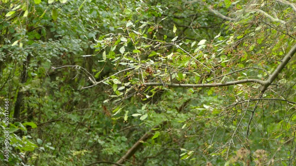 Very fast tiny bird thriving in lush deciduous forest calling a fruit tree home Very fast tiny bird thriving in lush deciduous forest calling a fruit tree home