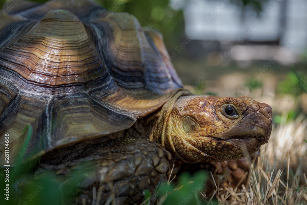 Obraz premium land turtle with large shell, Centrochelys sulcata african