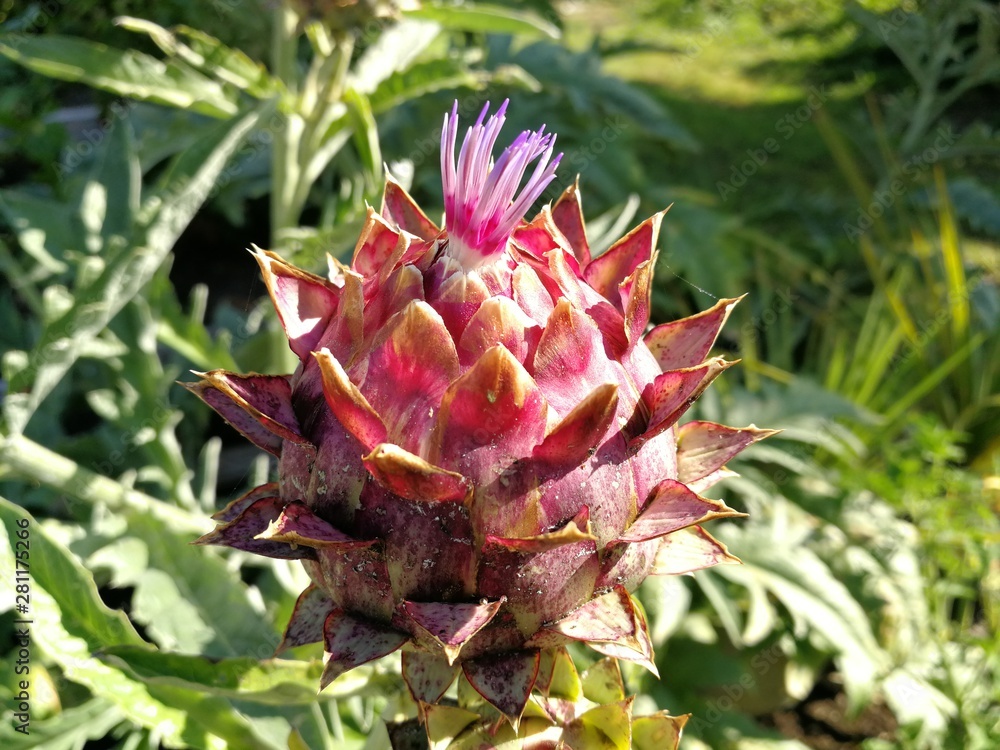 Beautiful Cardoon or globe artichoke blooming in the garden Beautiful Cardoon or globe artichoke blooming in the garden