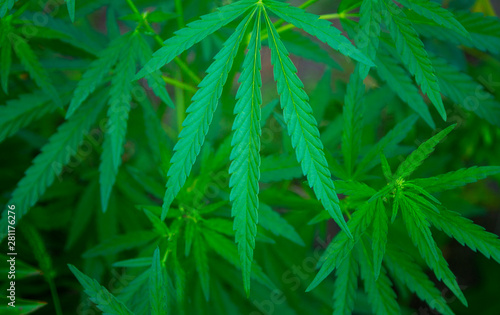 Green leaves of cannabis stems in summer.