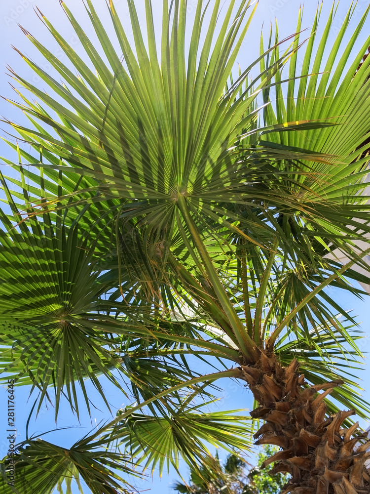 Fototapeta premium View to green palm.