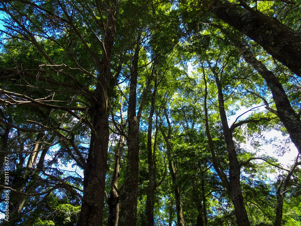 Fototapeta premium Bosque Sur Chile