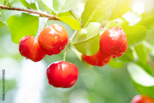 Acerola cherry of thailand on three. Select  focus, Barbados cherry, Malpighia emarginata, high vitamin . Acerola fruit. photo
