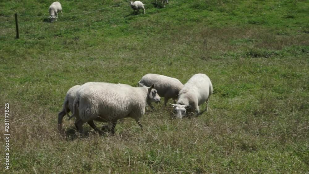 Two white sheeps together walking to their herd. Sheeps walking in the green grass land. Herd of sheeps in the background smooth low motion.