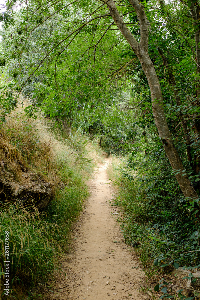 Outdoor hiking walkway path in the middle of a green rainforest Outdoor hiking walkway path in the middle of a green rainforest