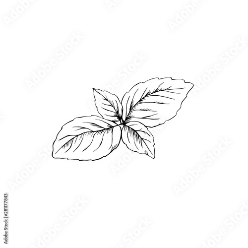 Basil leaves hand drawn sketch isolated