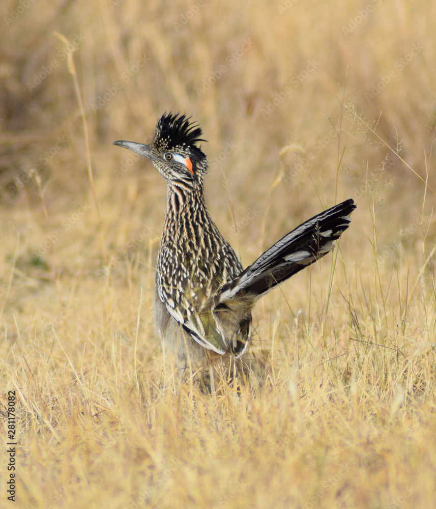 Greater Roadrunner standing alert in a field of dry grass, goecoccyx californianus 