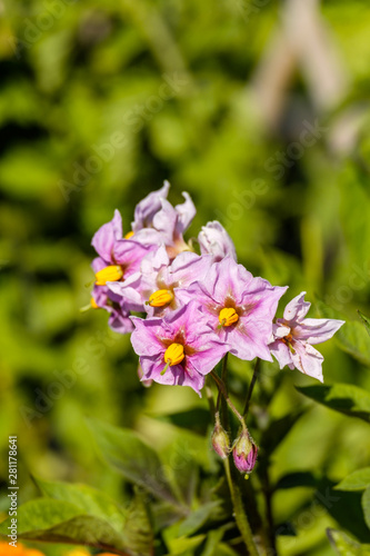 bunch of purple tomato flowers on the tip of the branch blooming under the sun in the garden with blurry green leaves background