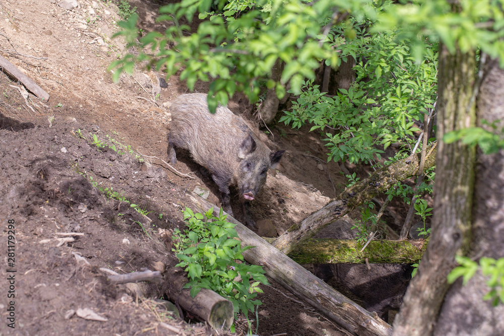 Wild boar walking on the ground in nature , closeup Wild boar walking on the ground in nature , closeup