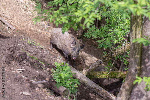 Wild boar walking on the ground in nature , closeup
