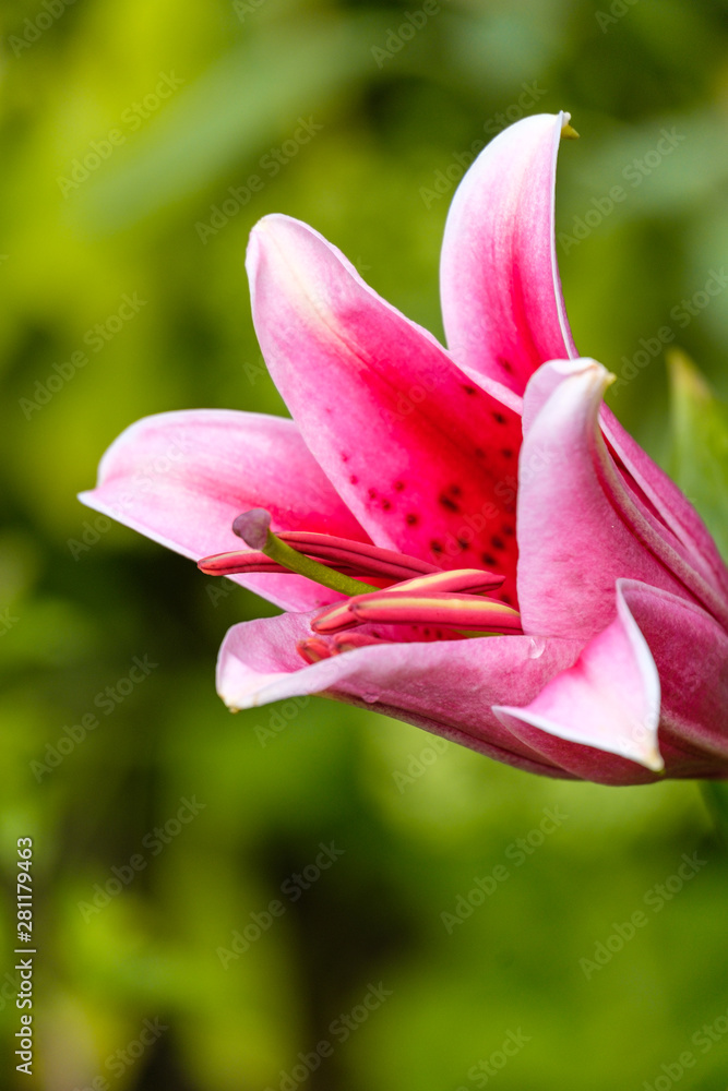 Fototapeta premium one beautiful pink lily flower blooming under the sun with blurry green background