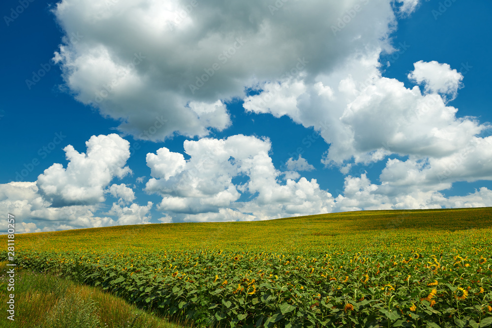 Obraz premium Sunflower field - bright yellow flowers, beautiful summer landscape