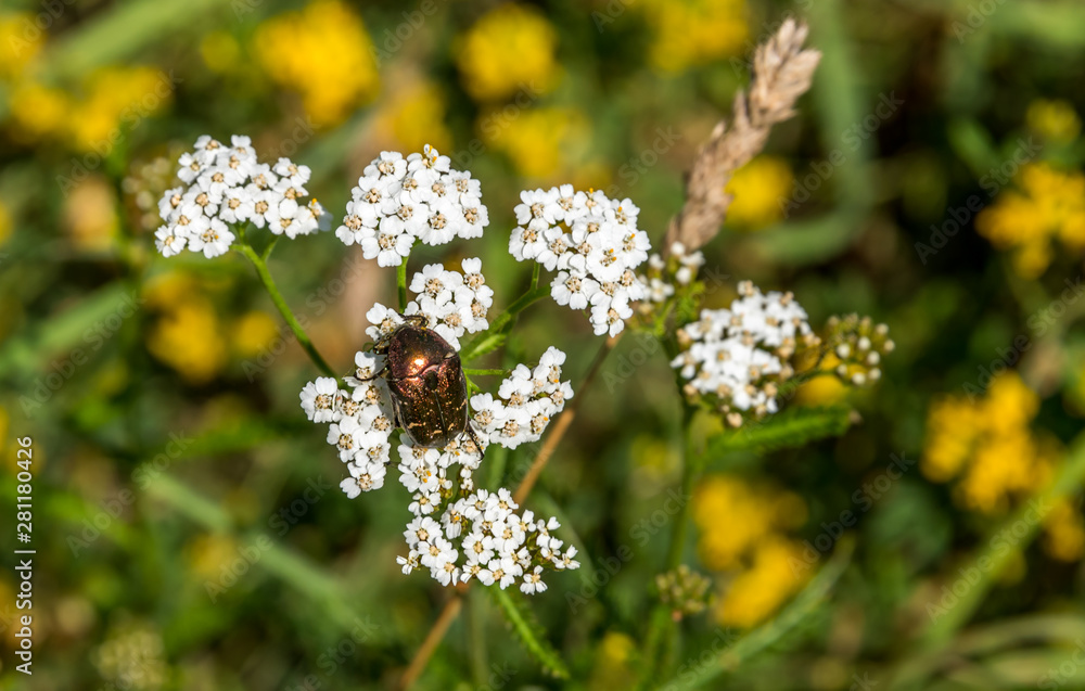 Copper and Green Metallic Shelled Beetle on White Flowers