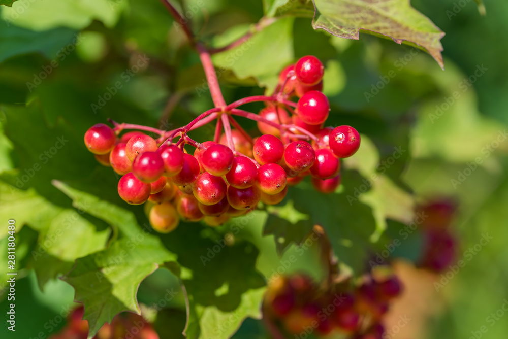 Red and Yellow Wolf Berries Growing on a Bush on a Sunny Day Red and Yellow Wolf Berries Growing on a Bush on a Sunny Day