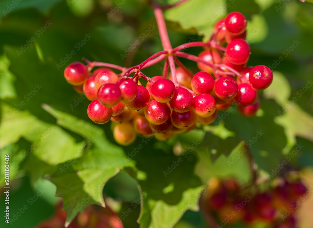 Red and Yellow Wolf Berries Growing on a Bush on a Sunny Day Red and Yellow Wolf Berries Growing on a Bush on a Sunny Day